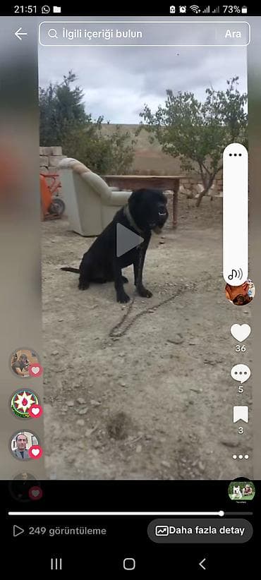 Qara rəngli böyük cins it – həyətyanı sahə və təsərrüfat üçün gözətçi