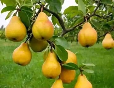 shit: Dekarativ bitgilerin satişi — 29