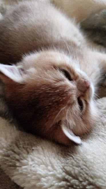 pişik pişik: Britan — 2