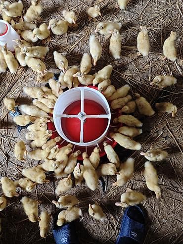 hind qusu satisi: Məhsul: Ördək balaları (cücələr) Təsvir: - Şəkillərdə böyük sayda — 7