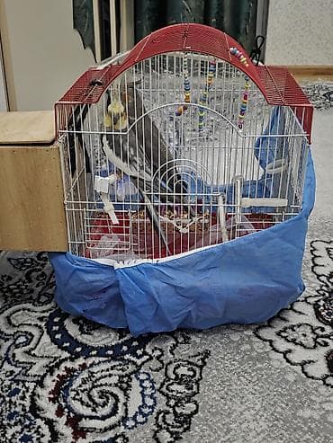 ucuz quşlar: 2 karrela və 1 bala 1 yumurtası var təciliiii olaraqqq!!! satılır — 1