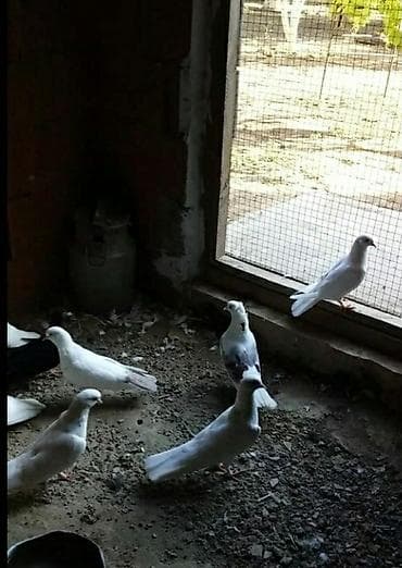 tovuz quşu: Tergizilme 8 qusdu cox tecili satilir pula ehtiyac var diye saatdiq — 3