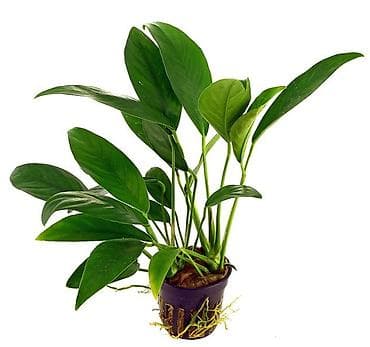 akvarium daş: Aquarium bitkisi – Anubias barteri, anqustifolia heterophyyla — 2