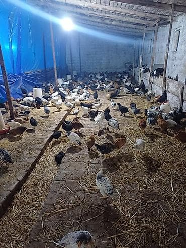 qaz cuceleri: Toyuq cücələri, Ətlik — 8