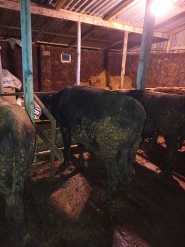 arpa bugda satisi: Satılır: 9 baş erkək dana,bordağa tam yararlı 2 aydır yem verilir — 6