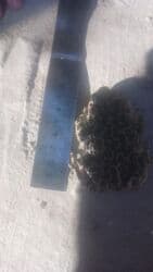 Gəmiricilər: Qurbaga — 2