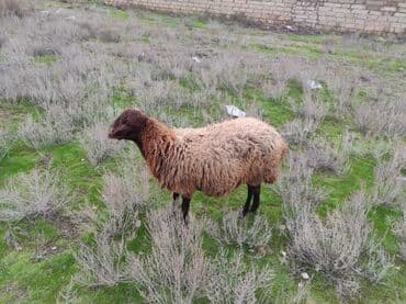 Inəklər, öküzlər: Dişi, Qala, il: 2, 75 kq, Damazlıq, Ünvandan götürmə — 3