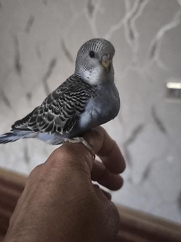 tutuquşlar: Məhsul: Dalmatin naxışlı, mavi çalarları olan dalğalı tutuquşu — 3