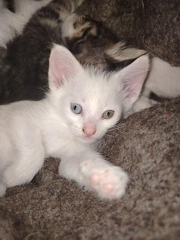 pişik balalari: Türk anqora, Pulsuz çatdırılma — 3