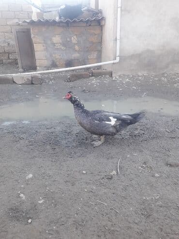 Digər kənd təsərrüfatı heyvanları: Lavanda Macar satilir 1i 50 manat — 3