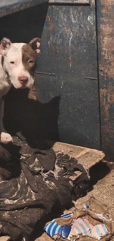 en gozel it adlari: Pitbul, 9 ay, Dişi, Ödənişli çatdırılma — 2