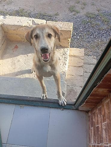 heyvan hekimi: 6 ay, Ünvandan götürmə — 3