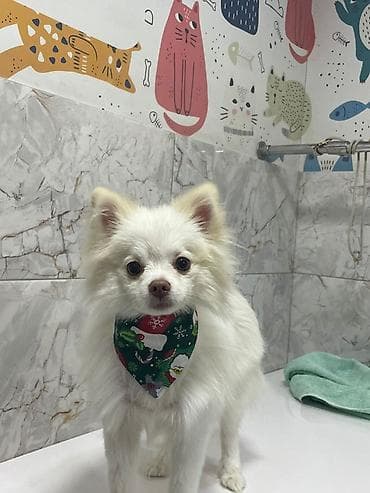 Pişiklər: Şpitz, 10 ay, Erkek — 3