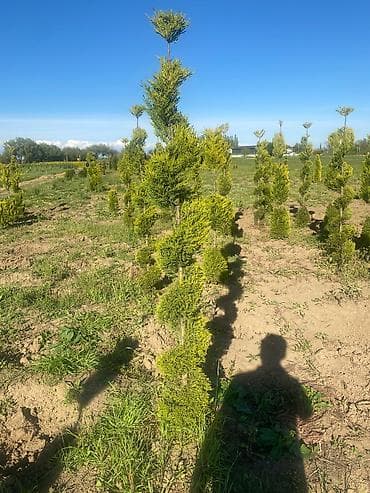 Thuja (ərəb qara şamı) dekorativ iynəyarpaq kol-kollek­siyası -