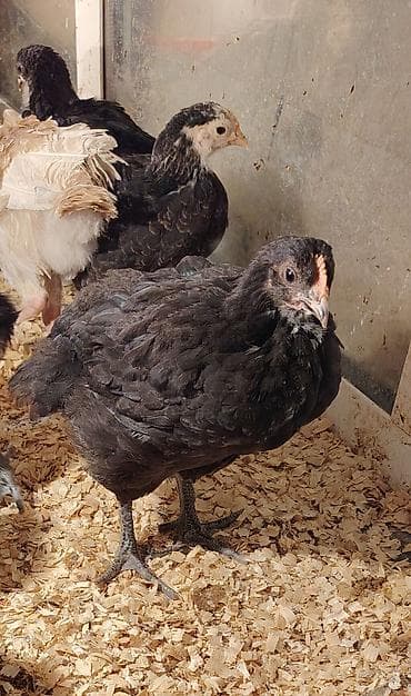 qoyun satilir: Salam Aleykum, Dunyanın ən iri cinsi olan Jersey Gigant toyuqunun 35 — 6