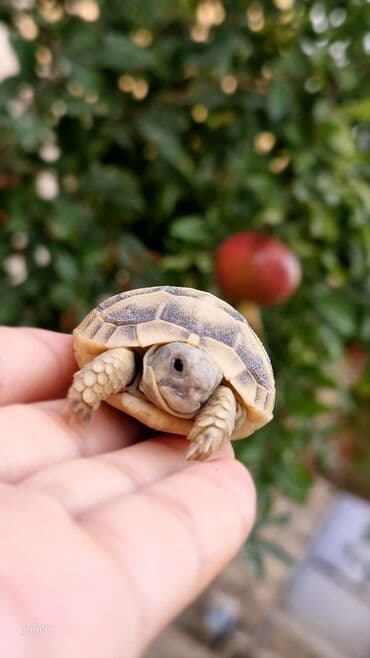 heyvanlar və balaları: Hər yaşa uyğun Tısbağa. 3-2-1 yaş və 1 aylıq — 2