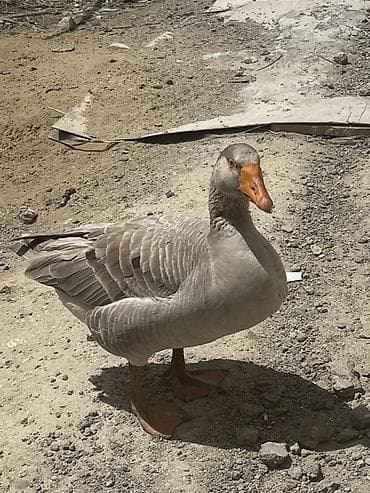 çöl qazı: Qoca qazdı sağlam qazdı prablemi yoxdu tək qalıb deyə satıram tülkü bu — 3