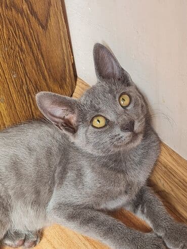 русская голубая кошка цена: Rus mavi, Dişi, Yaxşı əllərə, Ünvandan götürmə — 1