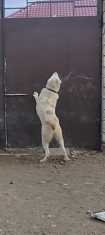 en iri it cinsi: Alabay, Peyvəndli — 3