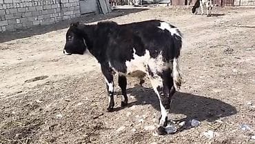 Erkek buzov 3 ayliqdi