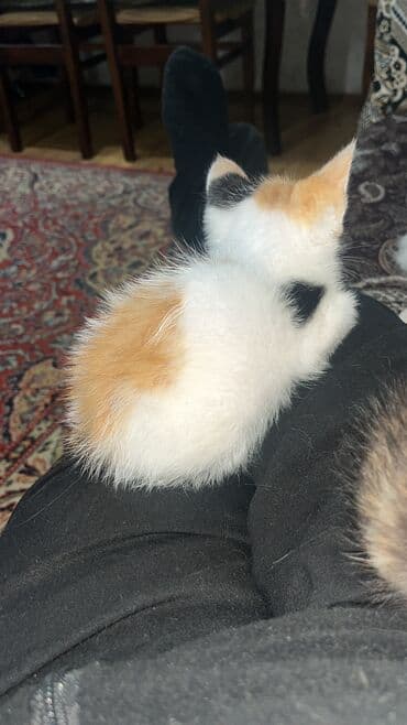 питомники кошек в баку: Турецкая ангора, Самец, Самка, В добрые руки, Самовывоз — 1