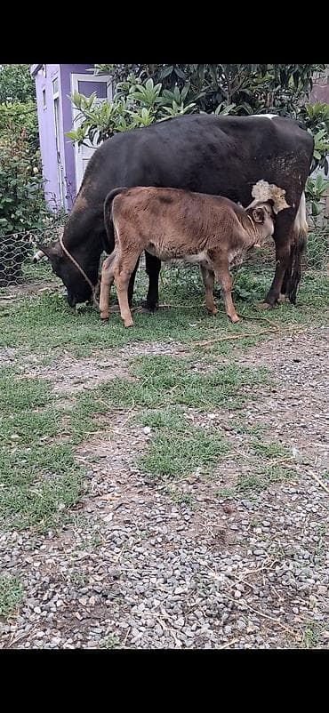 ev quşlari haqqinda melumat: Dişi, il: 6, Südlük, Ünvandan götürmə — 2