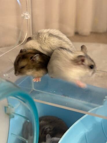 qizil baliq satisi: Məhsul: Cırtdan hamsterlər (Djungarian/qarışıq rənglər) Təsvir: - — 5