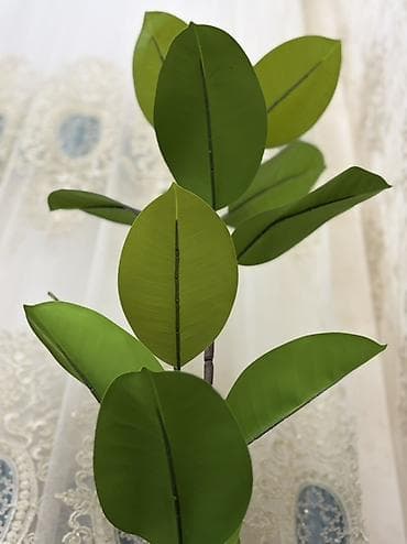 guller: Süni dekorativ kauçuk ağacı (Ficus elastica) – qapalı məkanlar üçün — 2
