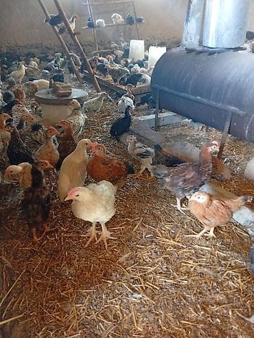 Toyuq cücələri, Damazlıq lalafo.az -da Toyuq cücələri, Damazlıq