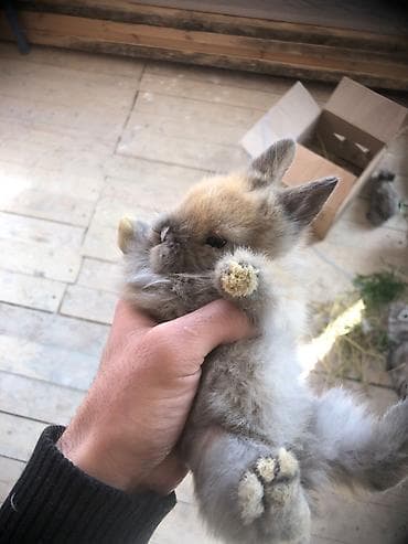 balaca meymun satisi: Real alıcıya endirim var vp aktivdi — 2