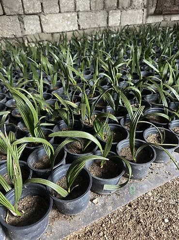 tradeskansiya bitkisi: FİNİK palması ( tropikal ) xaricdən gəlib 700 - 800 dənədi. Cox sayda — 2