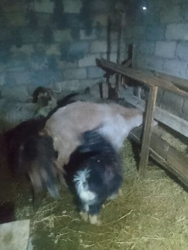 Satılır: Keçi sürüsü - Növ: Yerli süd və ət istiqamətli keçilər -