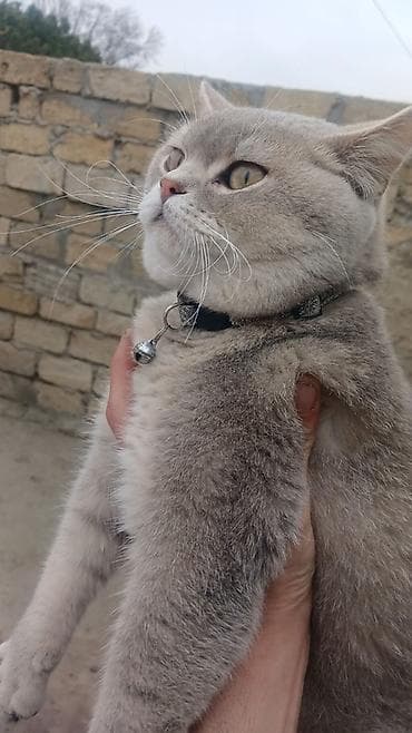 balaca it adlari: Britan — 1