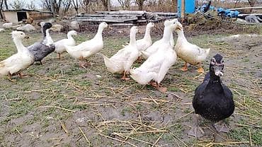 Satılır: ördək sürüsü Temiz cekileri 1.800 2 kq - Cinslər: Pekin