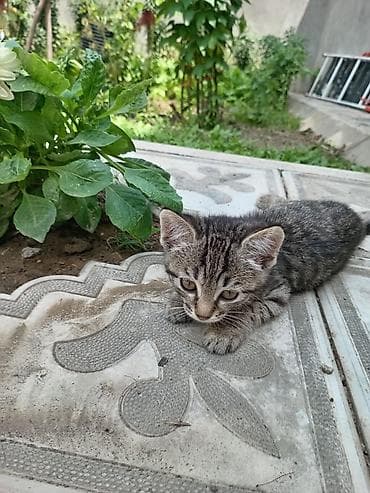 pişim: Tabbi — 4