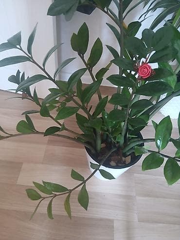 Zamioculcas (ZZ bitkisi) – dekorativ ev bitkisi - Qalın, parlaq