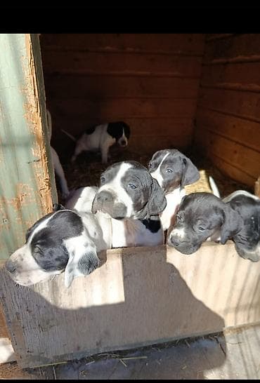 Ov itləri balaları – qara-ağ rəngli paroda kuskar atası anasida