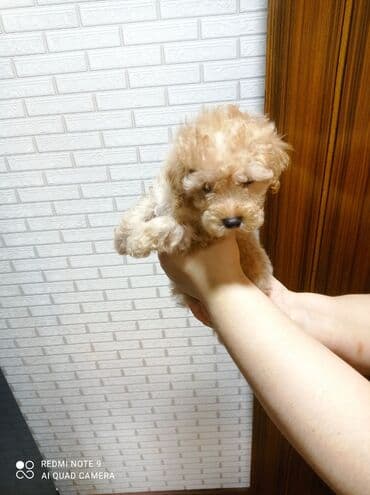 сколько стоит миниатюрный пудель: Пудель — 1