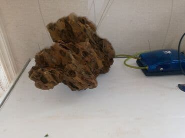 arpa toxumu satışı: Tecili dekor daş satılır endirimde edecem isteyen yıxa biler cox vaxdı — 4