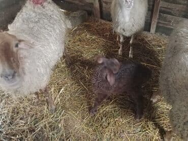 Inəklər, öküzlər: Diqqətlə oxu sonra zəng elə! 4 ədəd qoyun satılır! 3 ədəd qoyun — 7