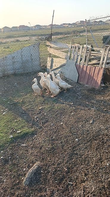 Quşlar: Ağ rəngli ördəklər – təsərrüfat üçün - Eyni yaş qrupunda, sağlam və — 1