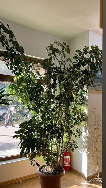 çöl bitkiləri: Шеффлера (Schefflera) комнатное растение, хорошо подойдёт для офиса — 2