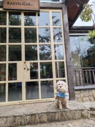 tüklü itlər: Pudel, 8 il, Erkek, Cütləşmə üçün — 2