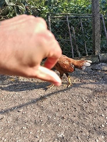 xaski it sekilleri: 6 aylığ fərədi gözəl heyvandı cins fərədi ünvan maştağa əlavə məlumat — 3