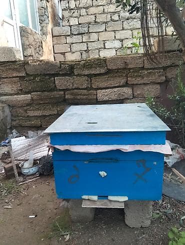 heyvan geyimleri: Salam 4yeşik arıdı Karnika sortudu biri Qafqaz sortudu 2 mərtəbə tam — 9