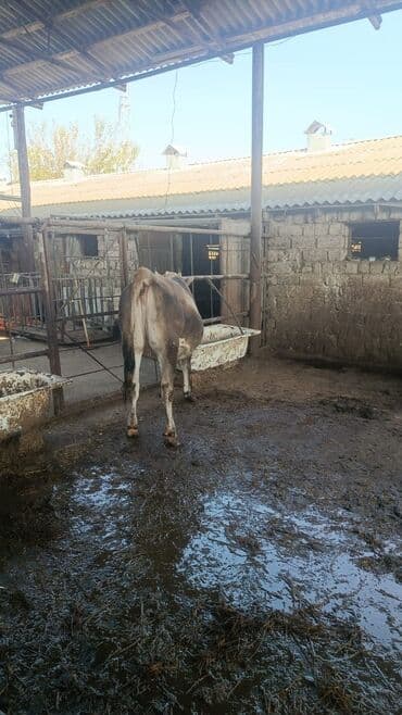 smental inekler: Bu duye satilir . 5 ayi ayin 18 I tamam olur yoxlatmiwam ata Simmental — 2