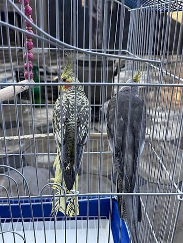 Nimfa (Cockatiel) cütlüyü və qəfəs dəsti - Növ: Nimfa tutuquşusu