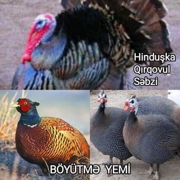 cucə yem qabı: Toyuqlar, cücələr və digər ev quşları üçün yem. Keyfiyyətli, qidalı və — 7