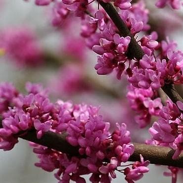 Digər bitkilər: Cercis gülü sifariş üçün əlaqə saxlaya bilərsiniz vhatsap aktivdir — 3