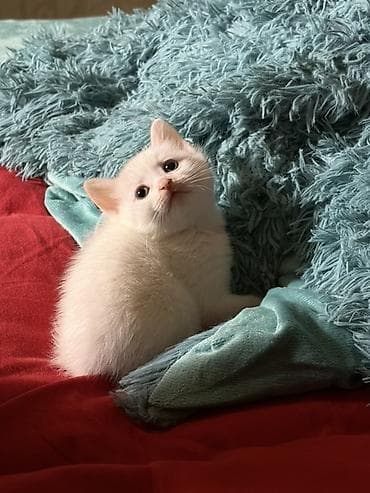 pişik pers: Şotland, Yaxşı əllərə — 3